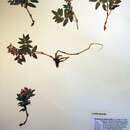 Image of Hedysarum alpinum var. americanum Pursh