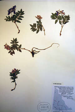 Image of Hedysarum alpinum var. americanum Pursh