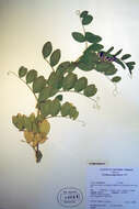 Lathyrus japonicus Willd. resmi
