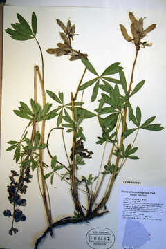 Image of arctic lupine