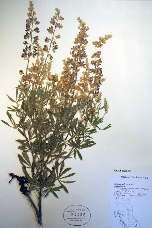 Image of silky lupine