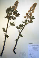 Image of Nootka Lupine