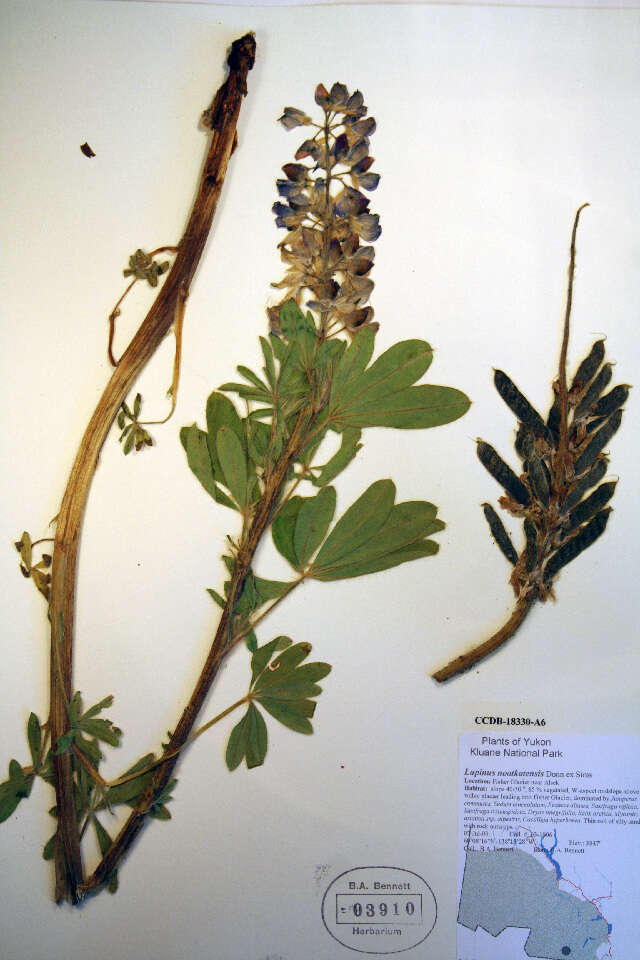 Image of Nootka Lupine