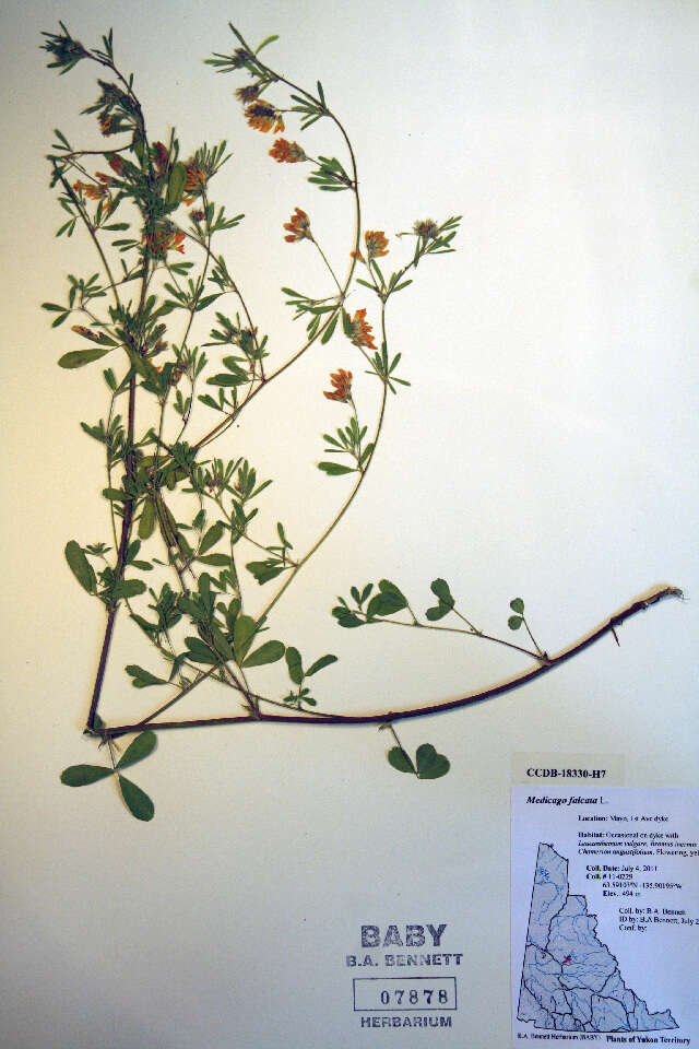 Image of Medicago falcata