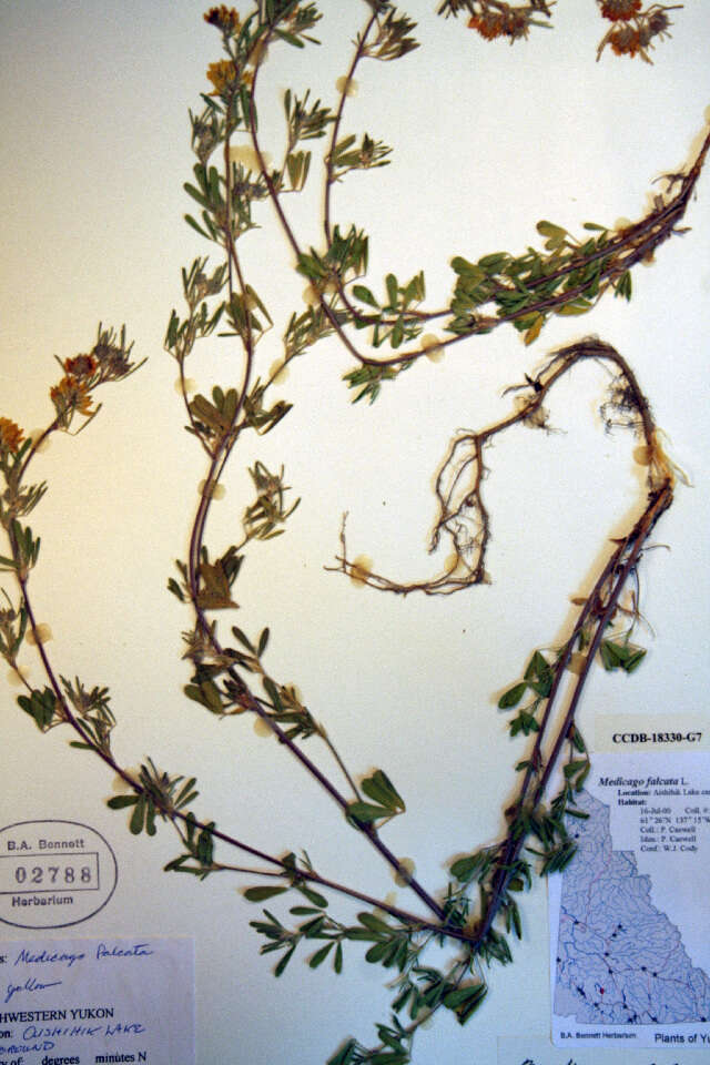 Image of Medicago falcata