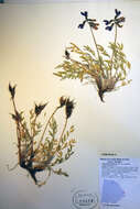 Image of arctic locoweed