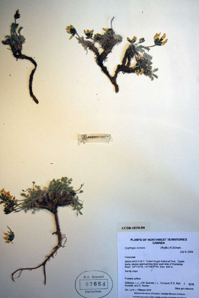 Oxytropis campestris (rights holder: Biodiversity Institute of ontario. Year: 2012.)