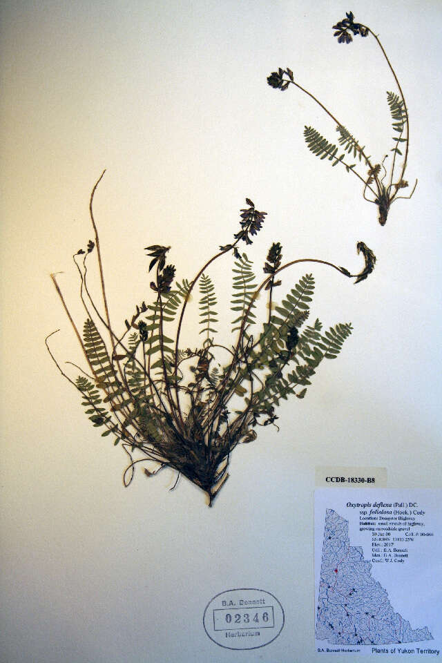 Image of Pendant-Pod Locoweed