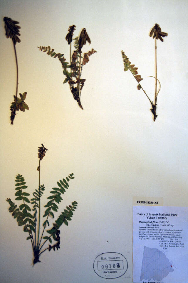 Image of Pendant-Pod Locoweed