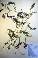 Image of bird vetch