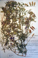 Image of fodder vetch