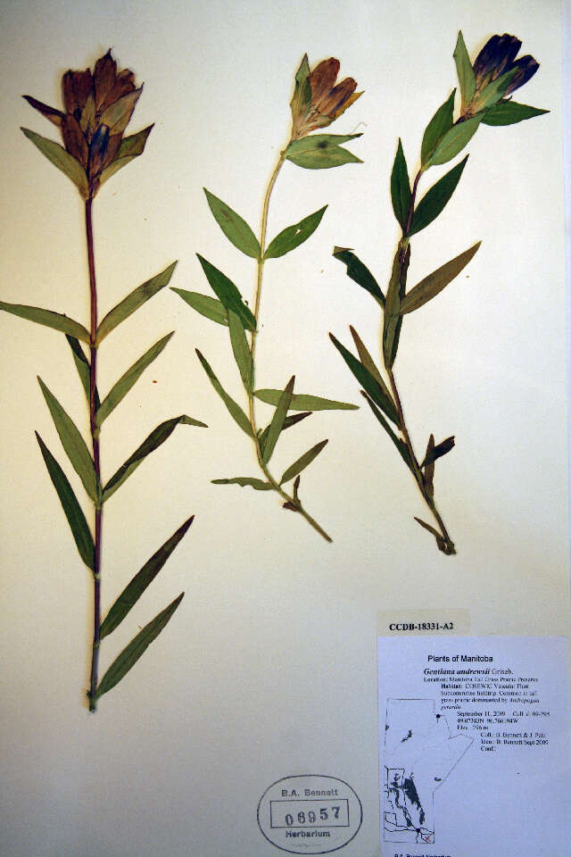 Image of closed bottle gentian