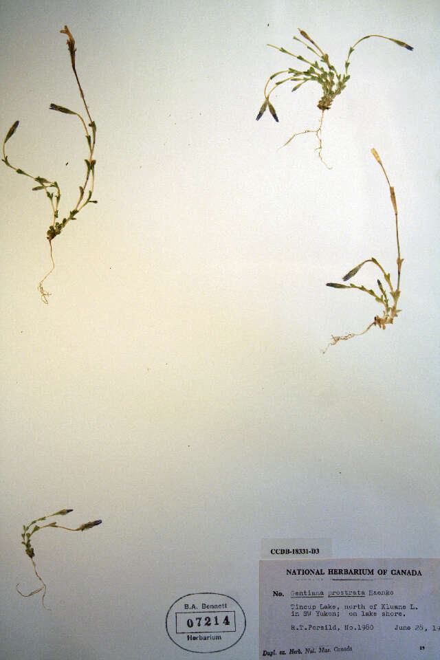 Image of Gentiana prostrata