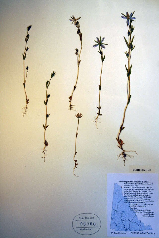 Image of Marsh-Felwort