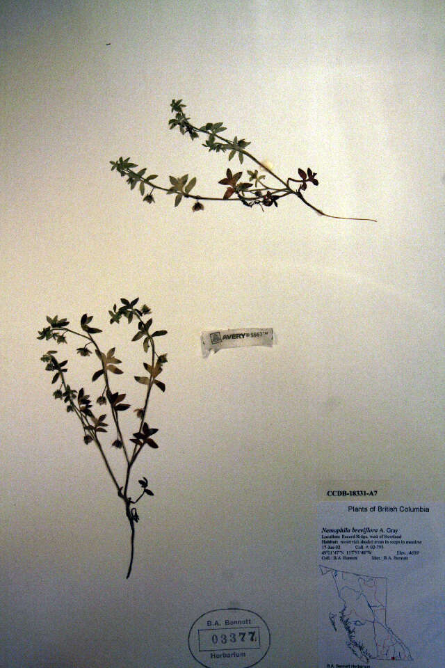 Nemophila breviflora A. Gray resmi