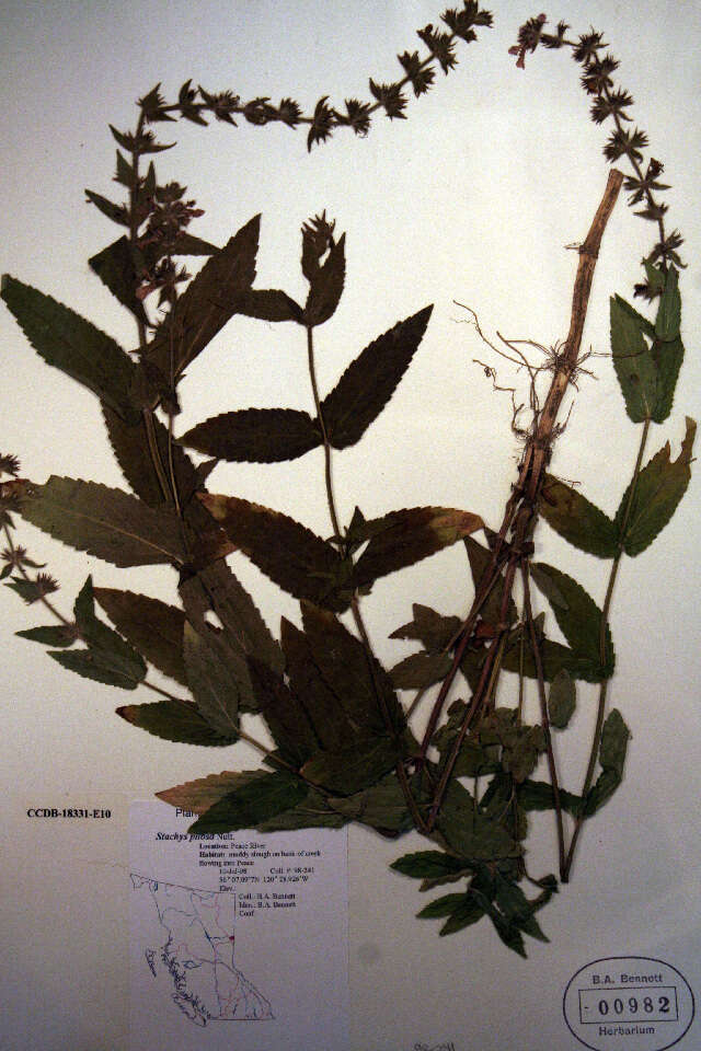 Слика од Stachys pilosa Nutt.