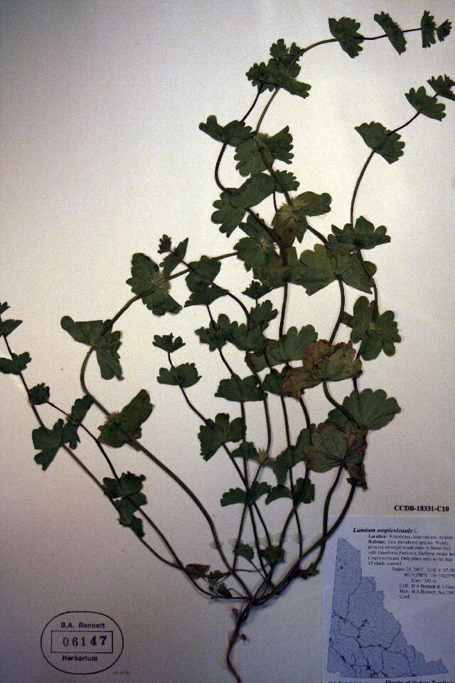 Image of common henbit