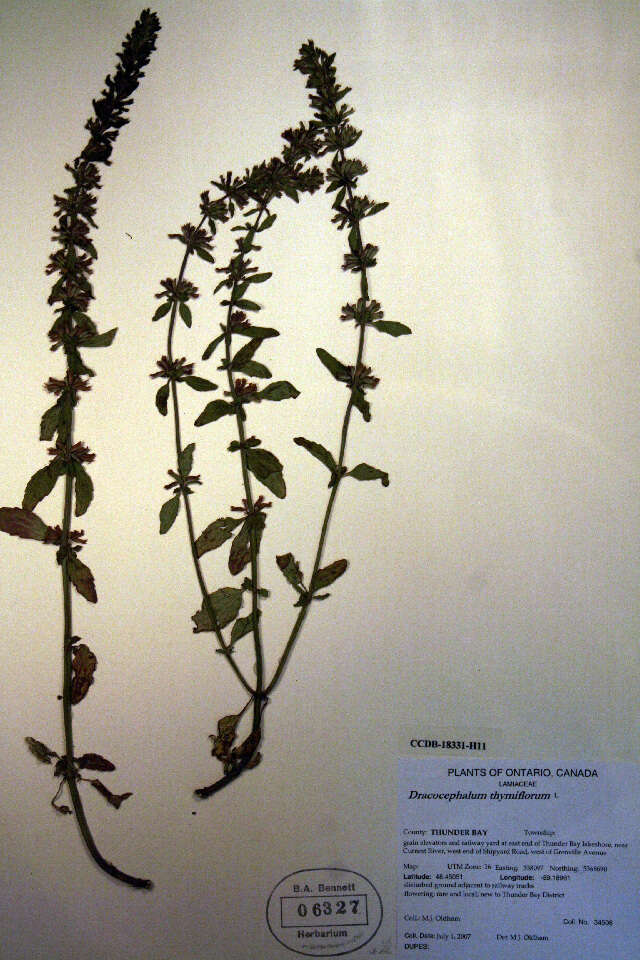 Image of thymeleaf dragonhead