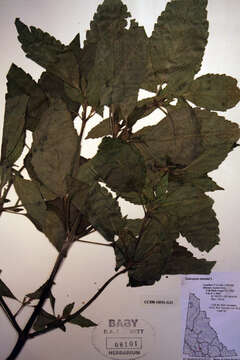 Image of Common hemp nettle