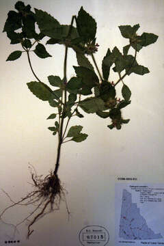 Image of Common hemp nettle