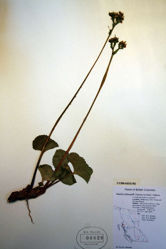 Image of Deer-Cabbage