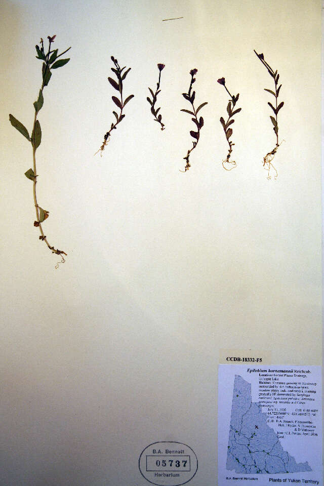 Image of Hornemann's Willowherb