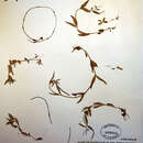 Image of fringed willowherb
