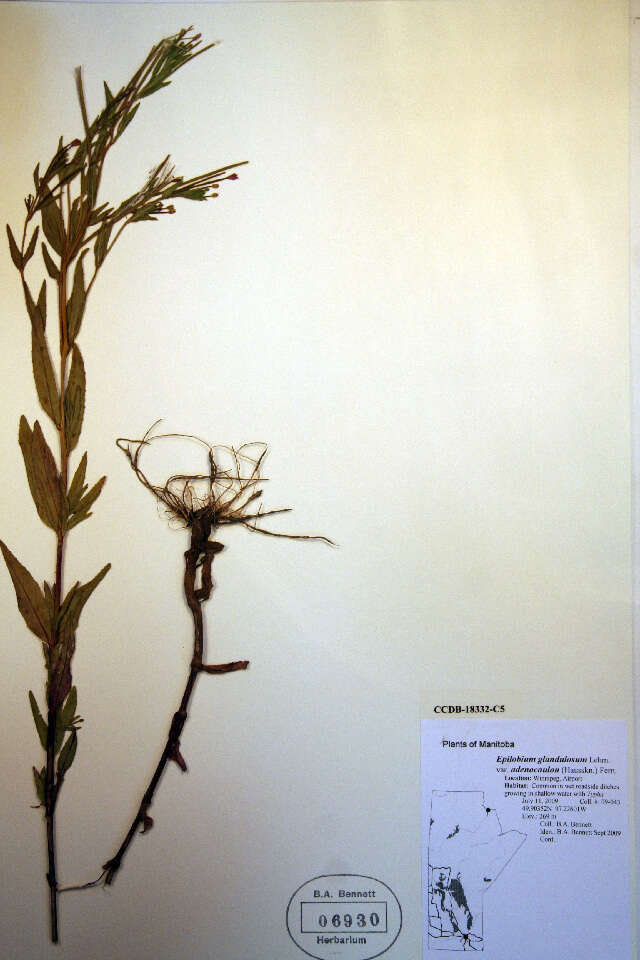 Imagem de Epilobium ciliatum subsp. glandulosum (Lehm.) P. C. Hoch & P. H. Raven