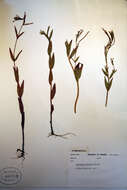 Image of fringed willowherb