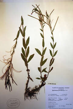 Image of Hoary Willowherb