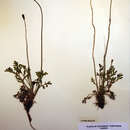 Image of Papaver lapponicum subsp. lapponicum