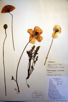 Image of Icelandic poppy