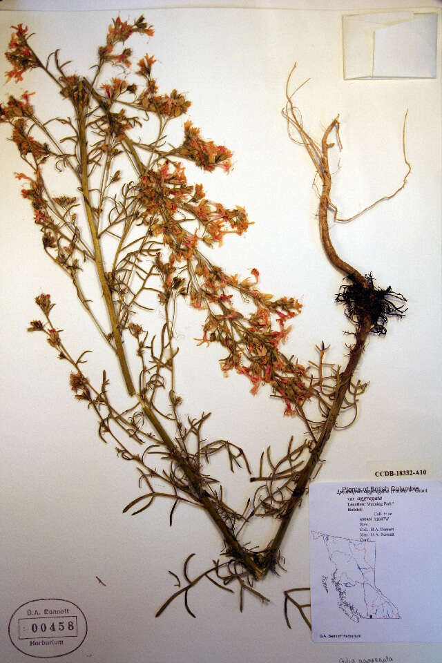 Image of Scarlet Gilia