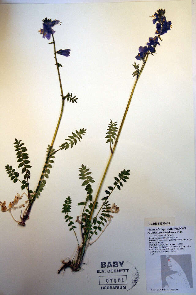 Image of tall Jacob's-ladder