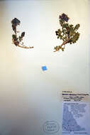 Image of Polemonium villosissimum (Hultén) D. F. Murray & Elven