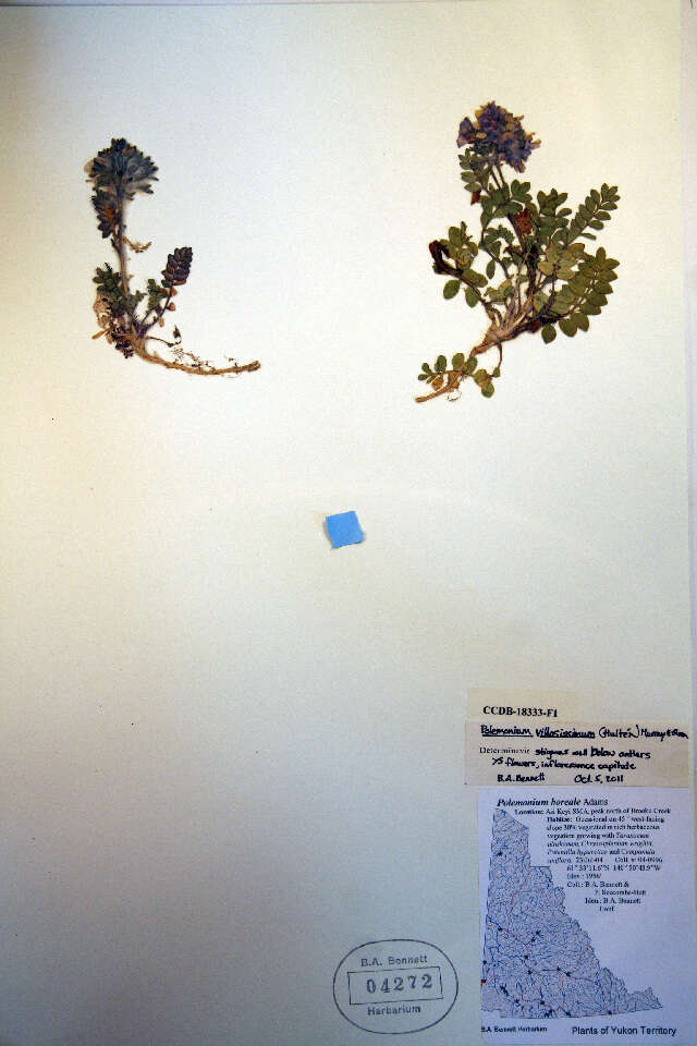 Image of Polemonium villosissimum (Hultén) D. F. Murray & Elven