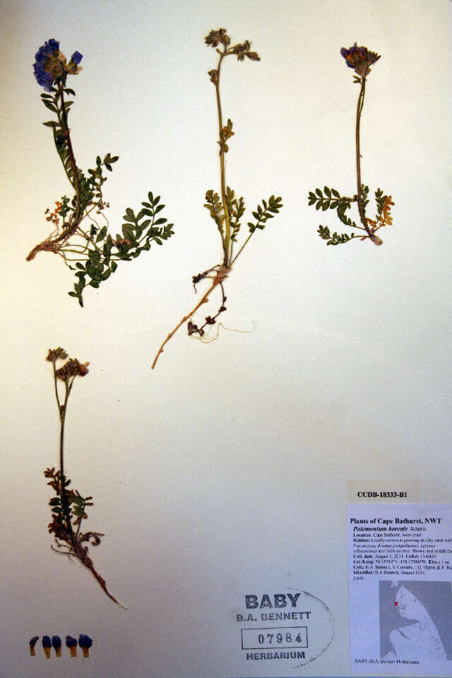 Image of northern Jacob's-ladder