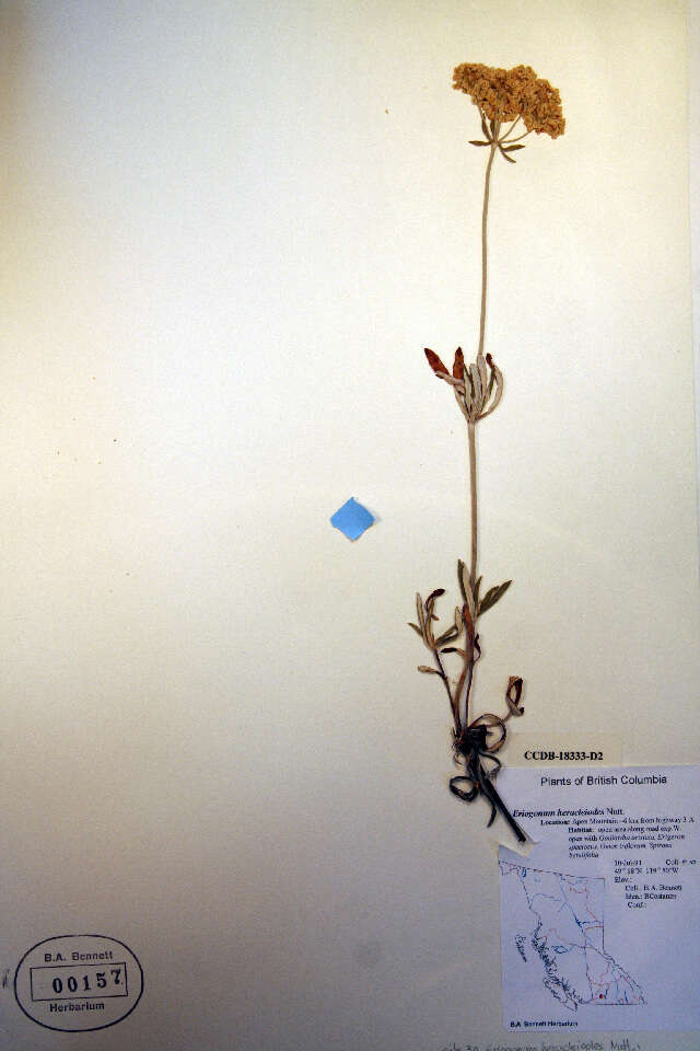 Imagem de Eriogonum heracleoides Nutt.