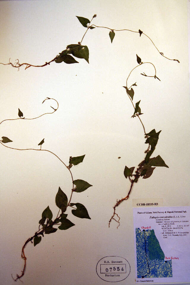 Image of Fallopia convolvulus