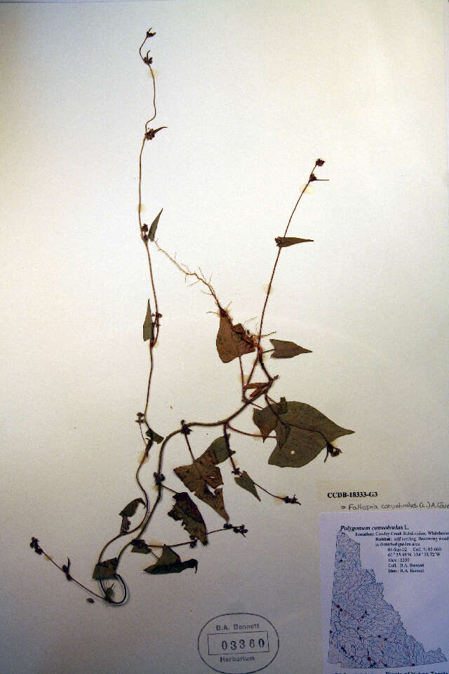 Image of Fallopia convolvulus