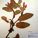 Image of Persicaria amphibia