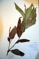 Image of Persicaria amphibia