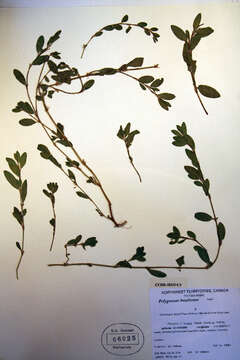 Image of Alaska knotweed
