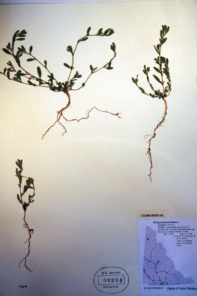 Image of knotgrass