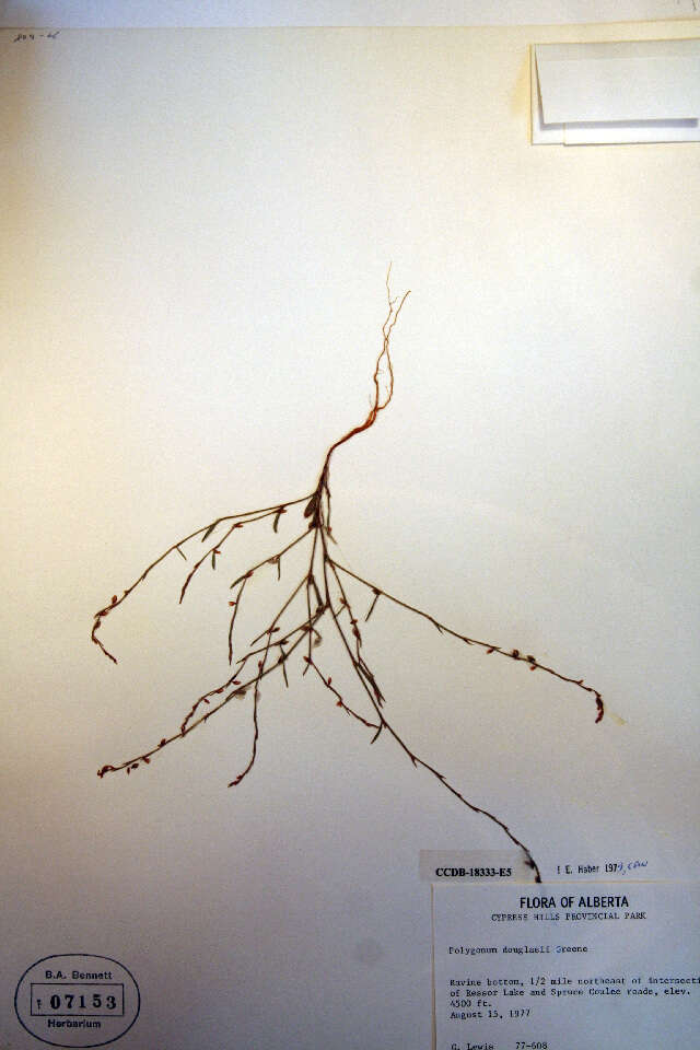 Image of Douglas' knotweed