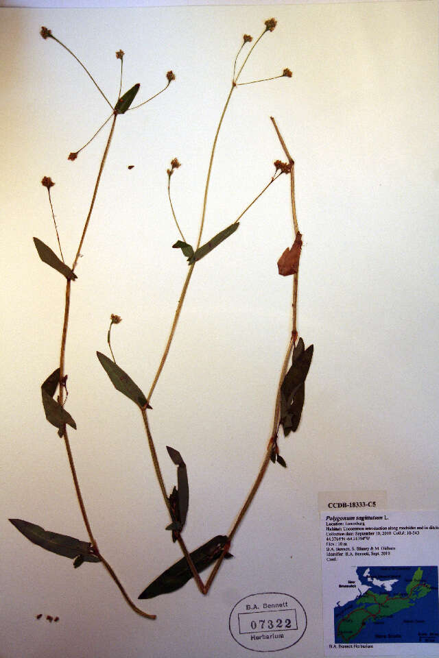 Image of Arrow-Leaf Tearthumb