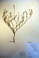 Image of Wiry Knotweed