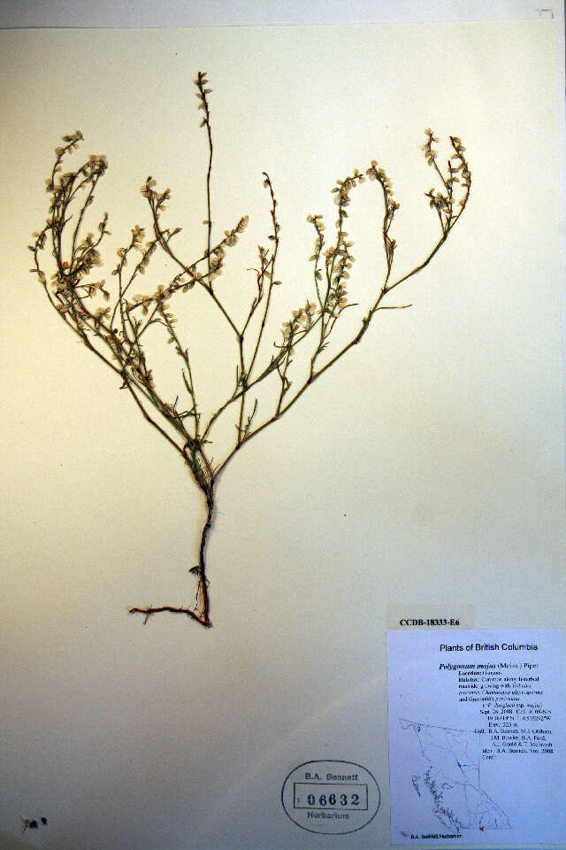 Image of Wiry Knotweed