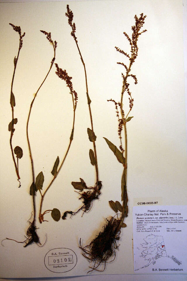 Image of Lapland Sorrel