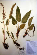 Rumex arcticus Trautv.的圖片